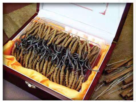 高石碑镇冬虫夏草回收